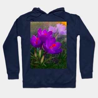 Blue Violet Crocus Flowers Magic Garden Hoodie